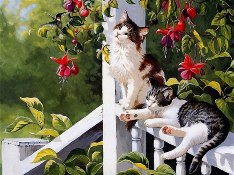 Twee Katten in de Zon Schilderen op Nummers
