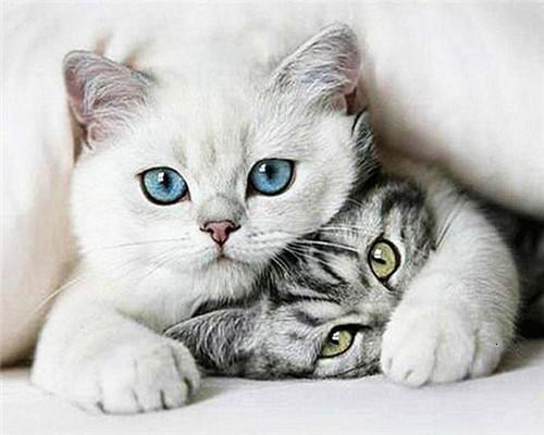 Twee Katten onder de Dekens Schilderen op Nummers