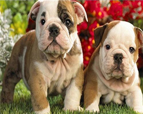 Twee Kleine Shar Peis Schilderen op Nummers
