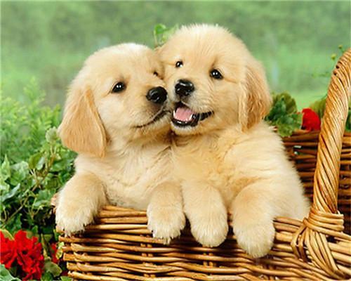 Twee Schattige Kleine Golden Retrievers Schilderen op Nummers