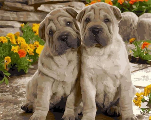 Twee Shar Peis Schilderen op Nummers
