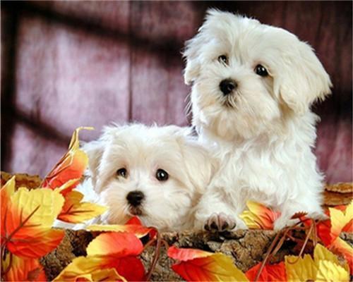 Twee Witte Puppies en Rode Esdoornbladeren Schilderen op Nummers