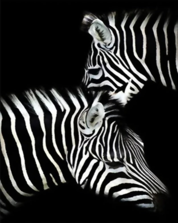 Twee Zebras in het Donker Schilderen op Nummers
