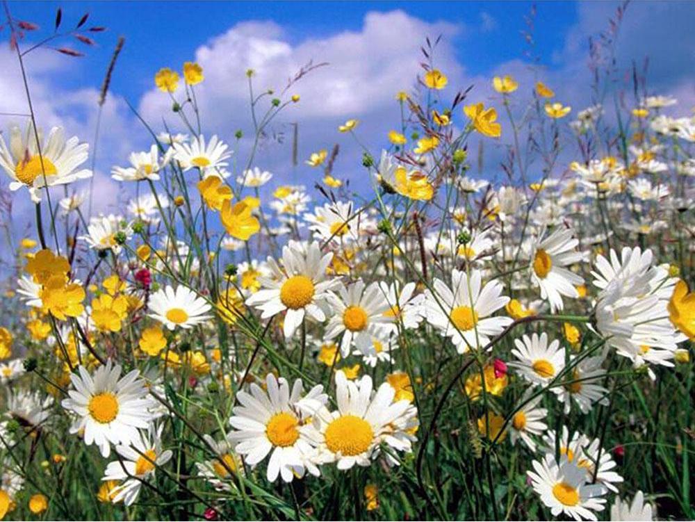 Veld met Chrysanten onder een Blauwe Lucht en Witte Wolken Schilderen op Nummers