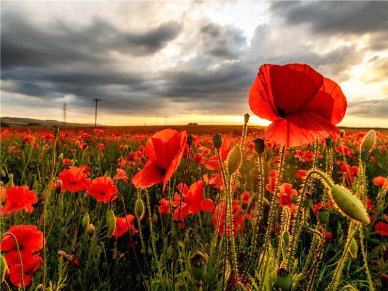 Velden en rode bloemen Schilderen op Nummers