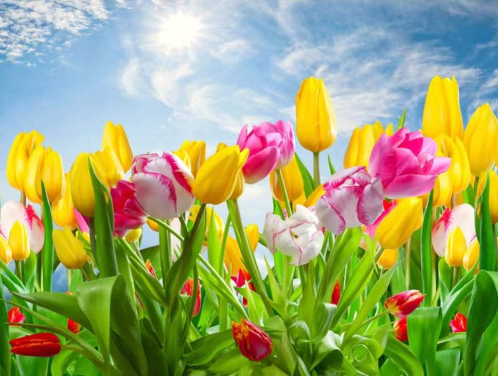 Velden met kleurrijke tulpen onder een blauwe hemel Schilderen op Nummers