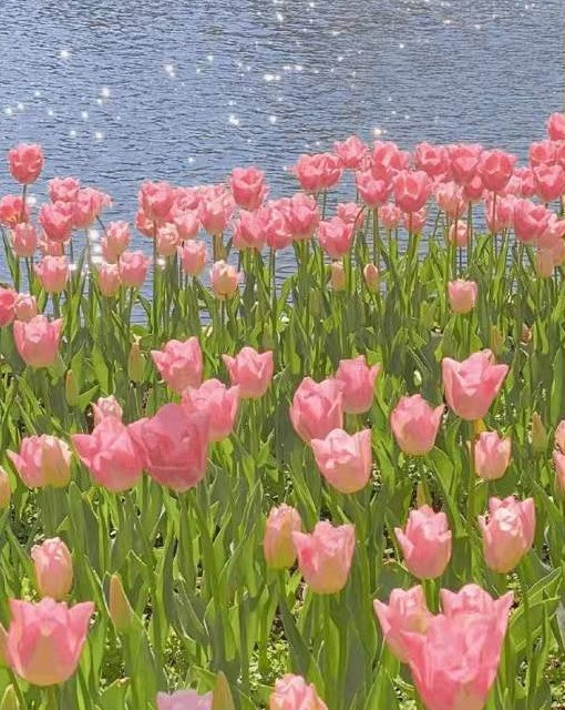 Velden met Roze Tulpen bij de Rivier Schilderen op Nummers