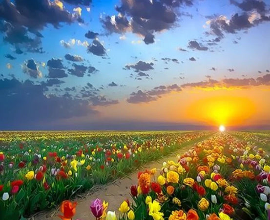 Veldpad vol bloemen bij zonsondergang Schilderen op Nummers