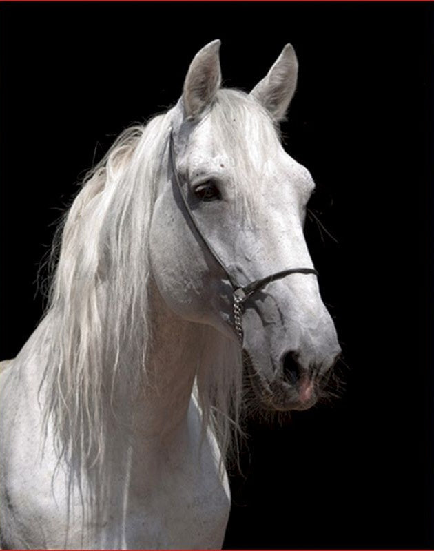Verdrietig Wit Paard Schilderen op Nummers