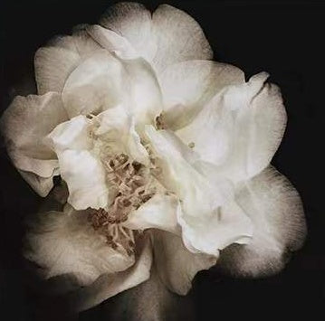 Vervagende Witte Bloem Schilderen op Nummers