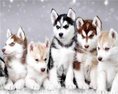 Vijf Honden in de Sneeuw Schilderen op Nummers