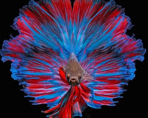 Vis met Rood-Blauwe Staart Schilderen op Nummers