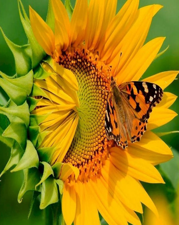 Vlinder op Zonnebloem Schilderen op Nummers