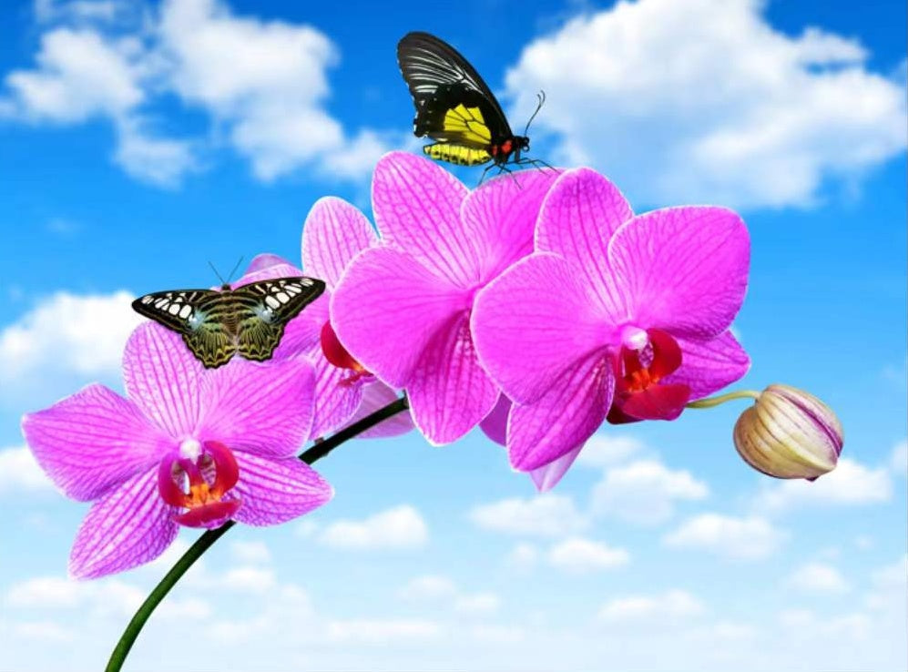 Vlinders op Phalaenopsis Schilderen op Nummers