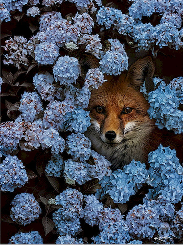 Vos omringd door Blauwe Bloemen Schilderen op Nummers