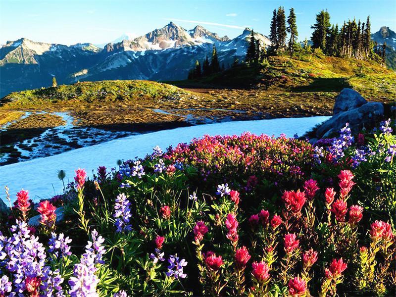 Wilde Bloemen en Besneeuwde Bergen Schilderen op Nummers
