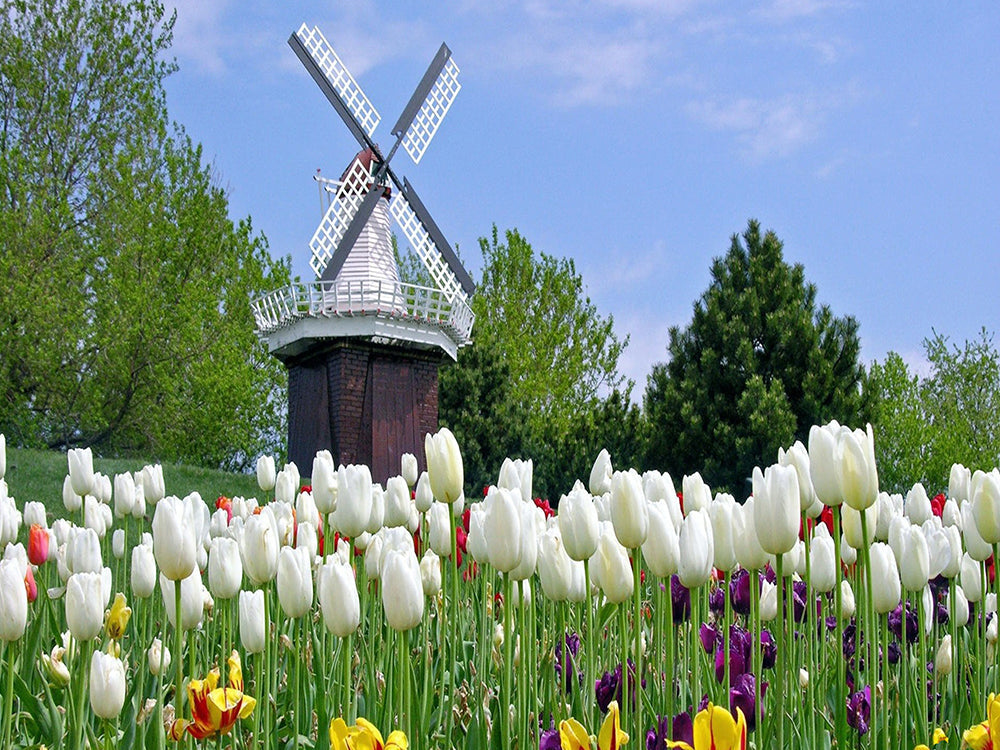 Windmolen en Tulpenveld Schilderen op Nummers