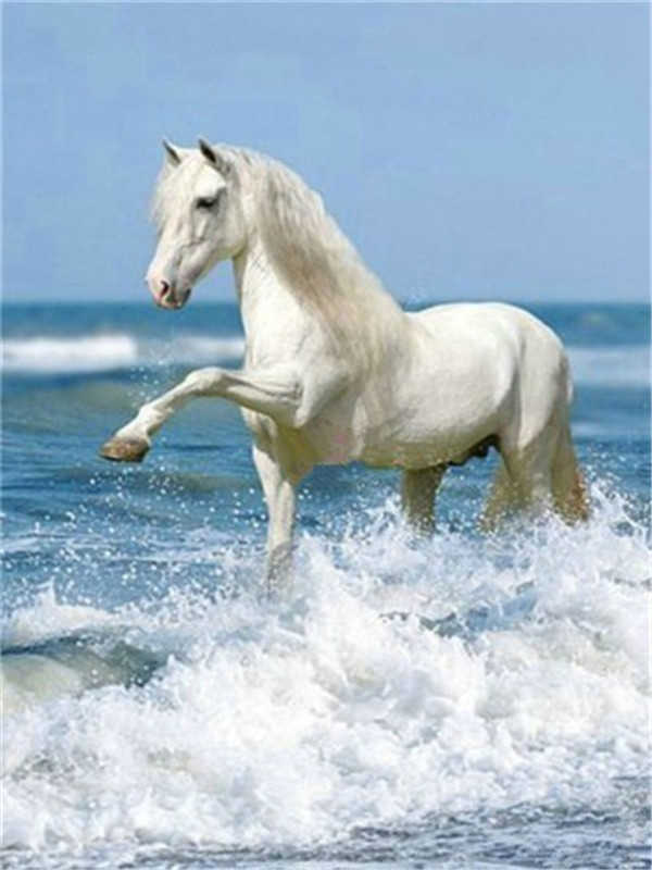 Wit Paard aan Zee Schilderen op Nummers