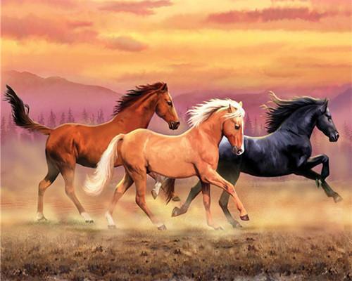 Wit Paard, Bruin Paard, Zwart Paard Schilderen op Nummers