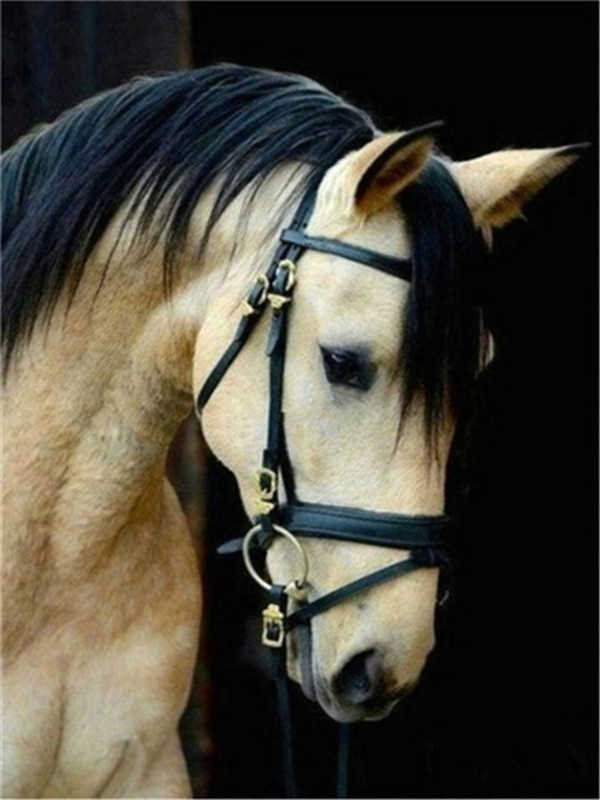 Wit Paard met Zwarte Manen Schilderen op Nummers