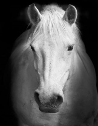 Wit Paard Schilderen op Nummers