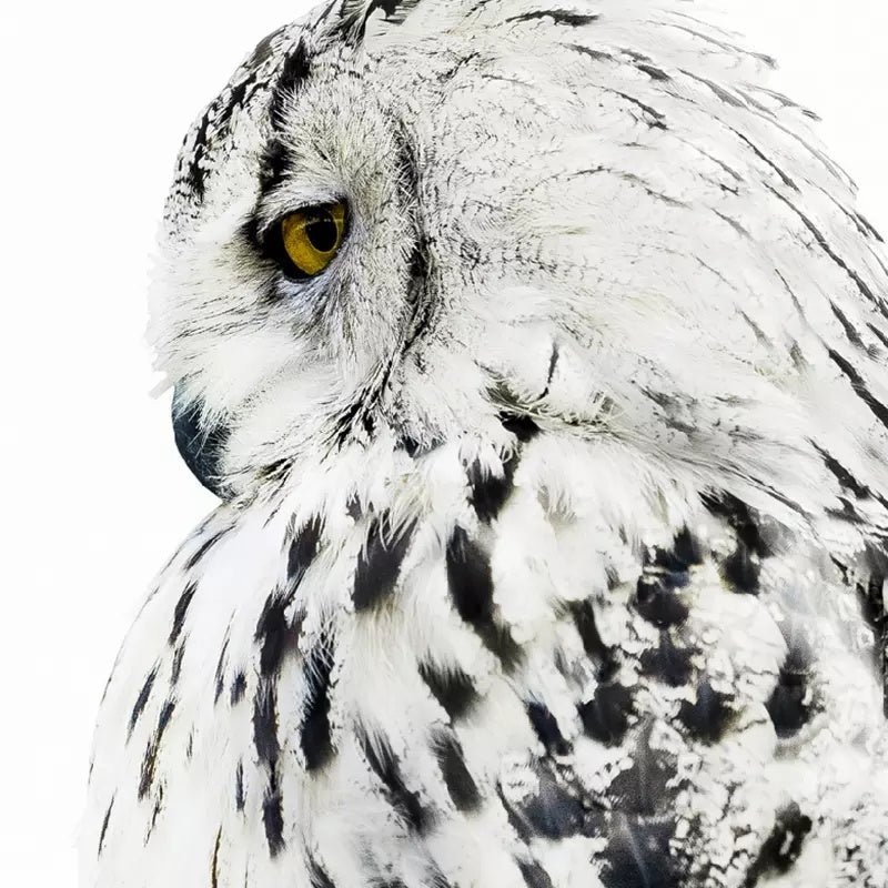 Witte Adelaar Schilderen op Nummers