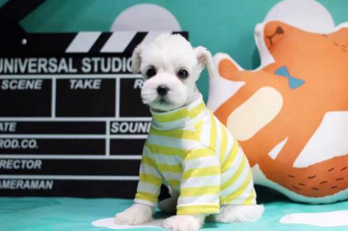 Witte Hond in een Gestreept T-shirt Schilderen op Nummers