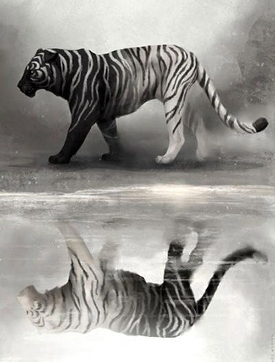 Witte Tijger en Reflectie Schilderen op Nummers