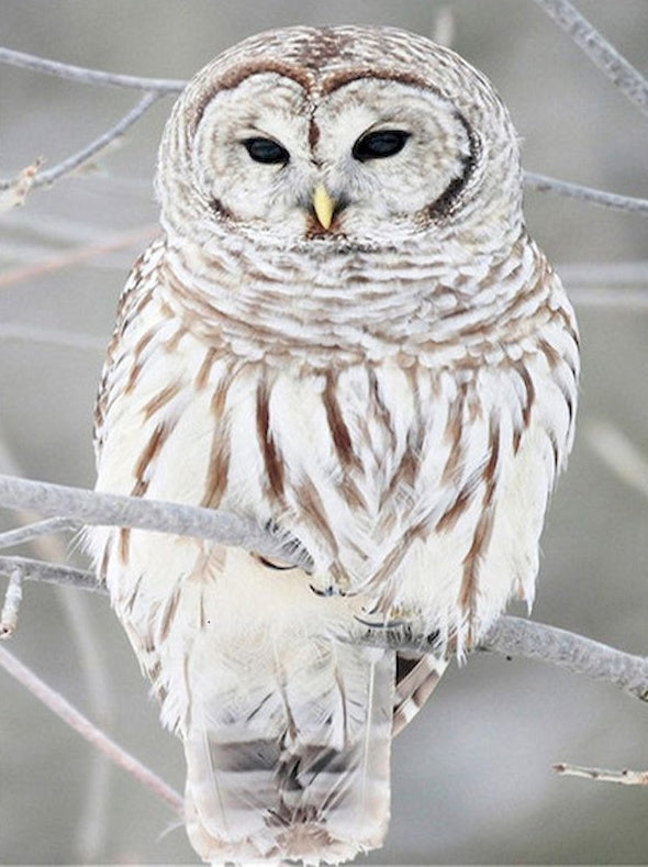 Witte Uil Schilderen op Nummers