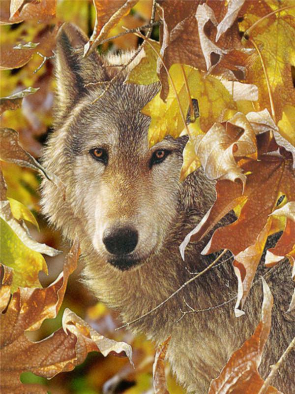 Wolf en Herfstbladeren Schilderen op Nummers
