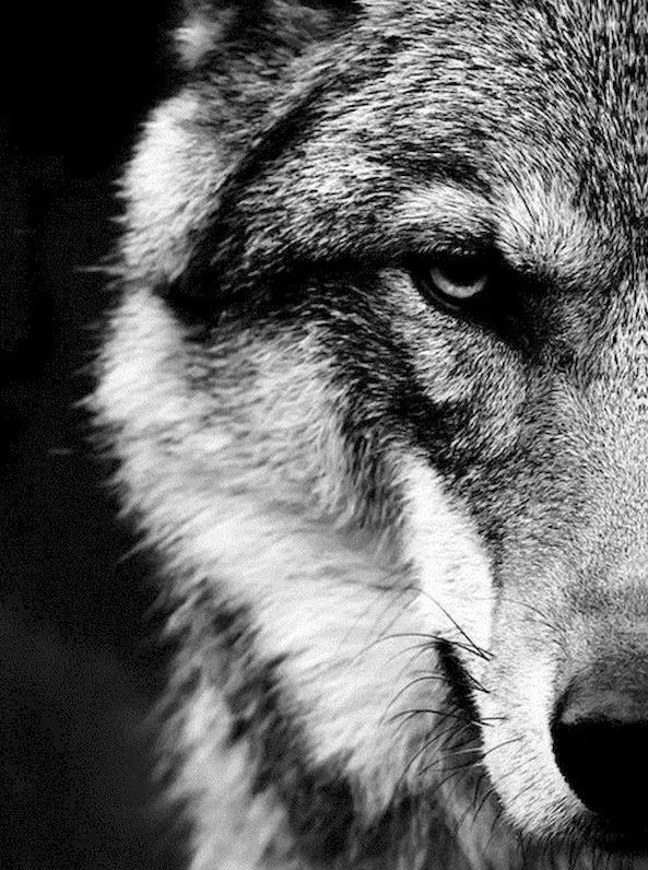 Wolf Gezicht Schilderen op Nummers