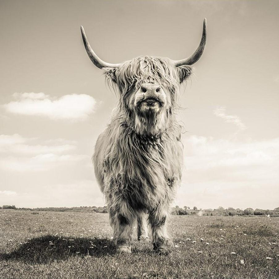 Yak in Grijstinten Schilderen op Nummers
