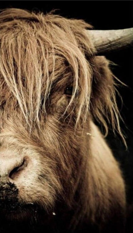 Yak in het Donker Schilderen op Nummers