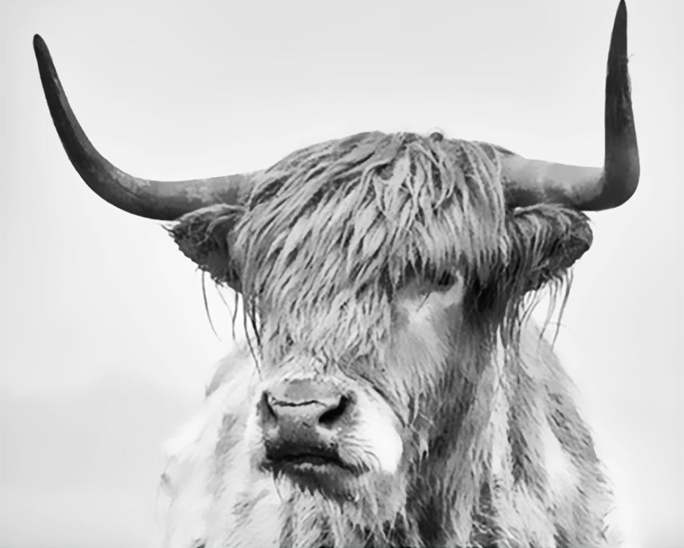 Yak in Zwart-Wit Schilderen op Nummers