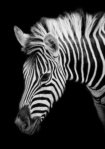 Zebra in het Donker Schilderen op Nummers