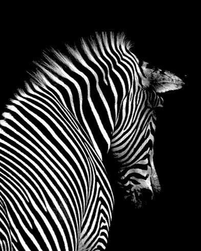 Zebra Rug Schilderen op Nummers