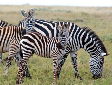 Zebras Schilderen op Nummers
