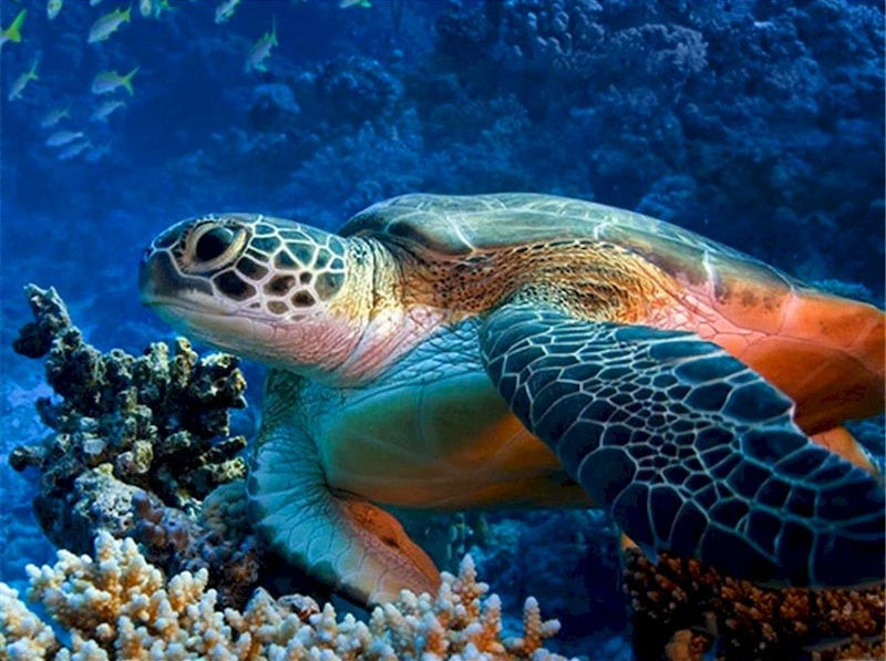 Zeedier Schildpad Schilderen op Nummers
