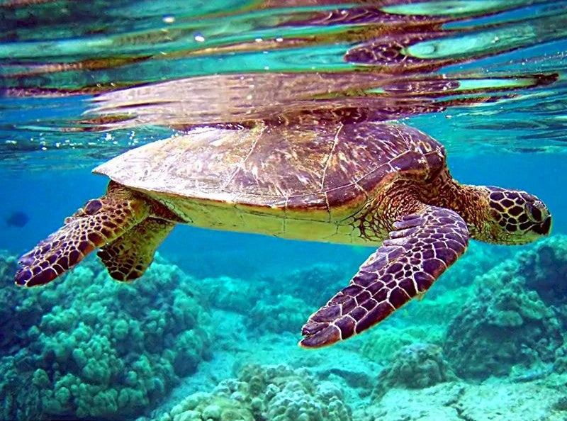 Zeeschildpad en Helder Water Schilderen op Nummers