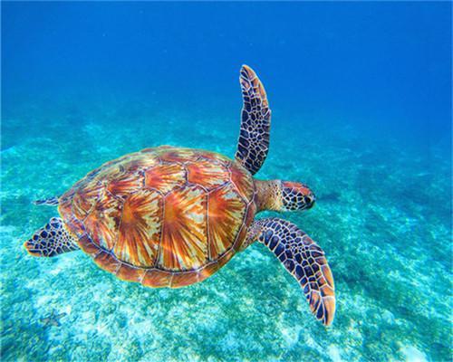 Zeeschildpad Schilderen op Nummers