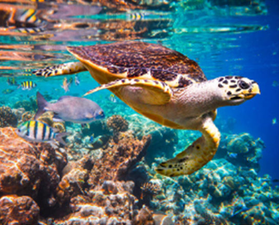 Zeeschildpad Schilderen op Nummers