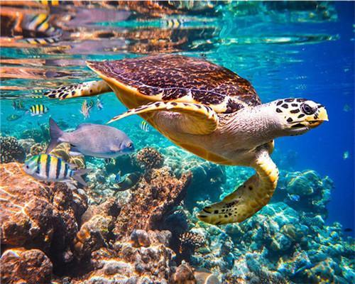 Zeeschildpad Zeedier Schilderen op Nummers