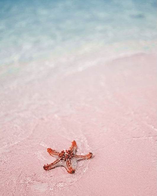 Zeesterren op een Roze Zandstrand Schilderen op Nummers