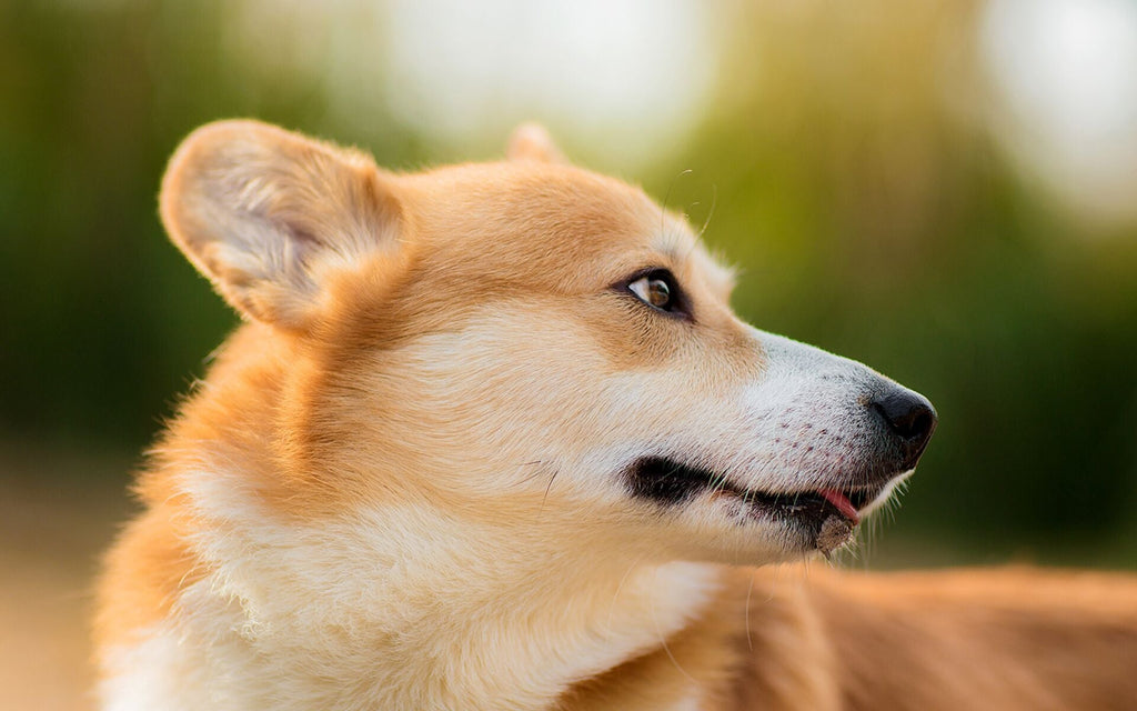 Zijaanzicht Shiba Inu Schilderen op Nummers