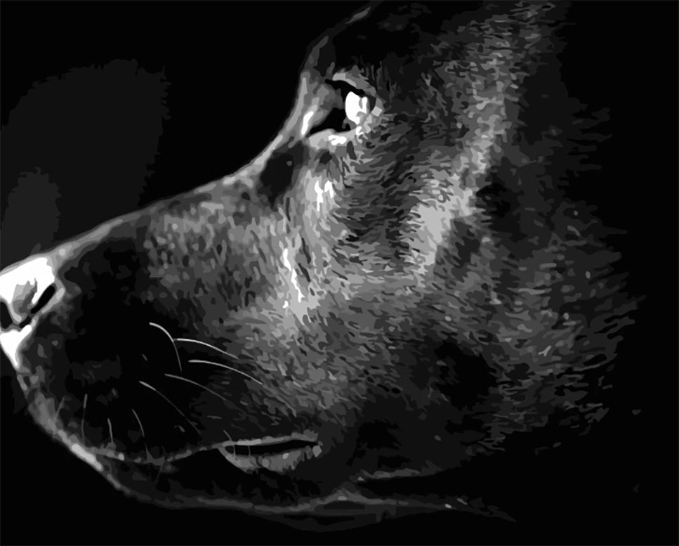 Zijaanzicht van een Zwarte Hond Schilderen op Nummers