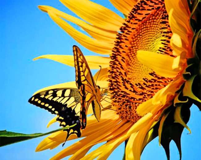 Zonnebloem en Vlinder Schilderen op Nummers