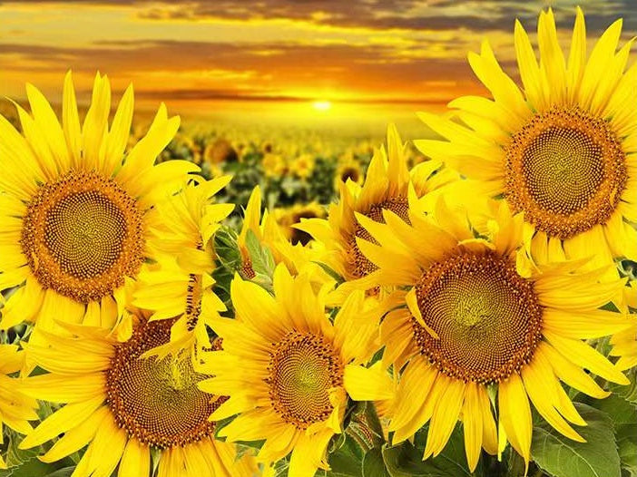 Zonnebloem op de Voorgrond Geschoten bij Zonsondergang Schilderen op Nummers