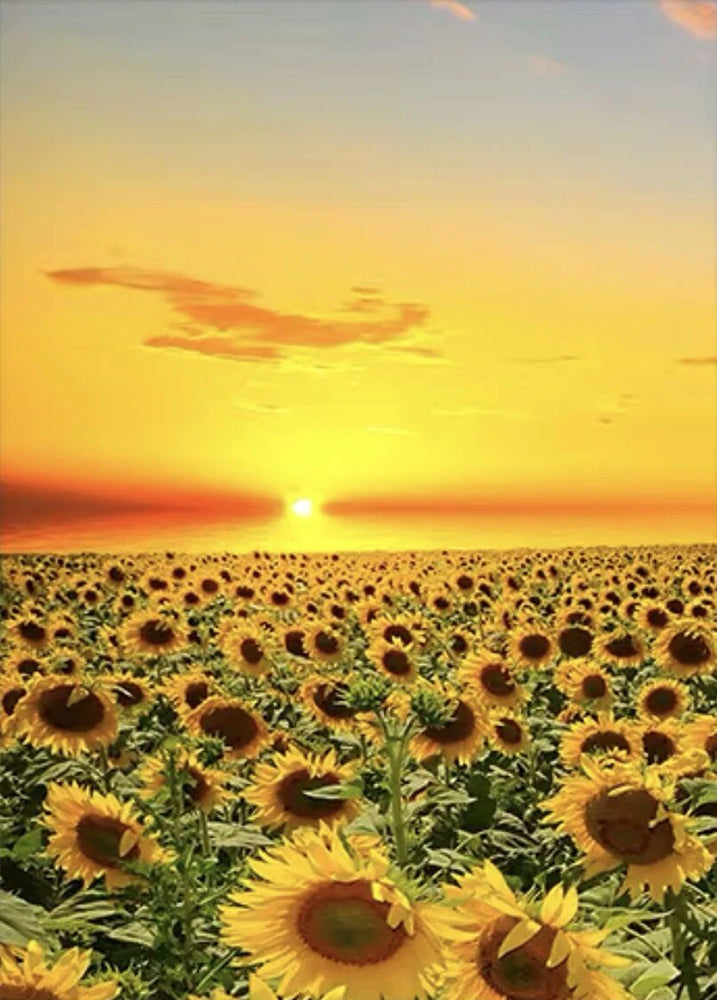 Zonnebloemen bij Zonsondergang Schilderen op Nummers
