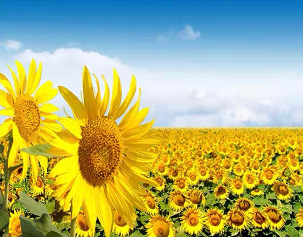 Zonnebloemen onder een Blauwe Hemel en Witte Wolken Schilderen op Nummers