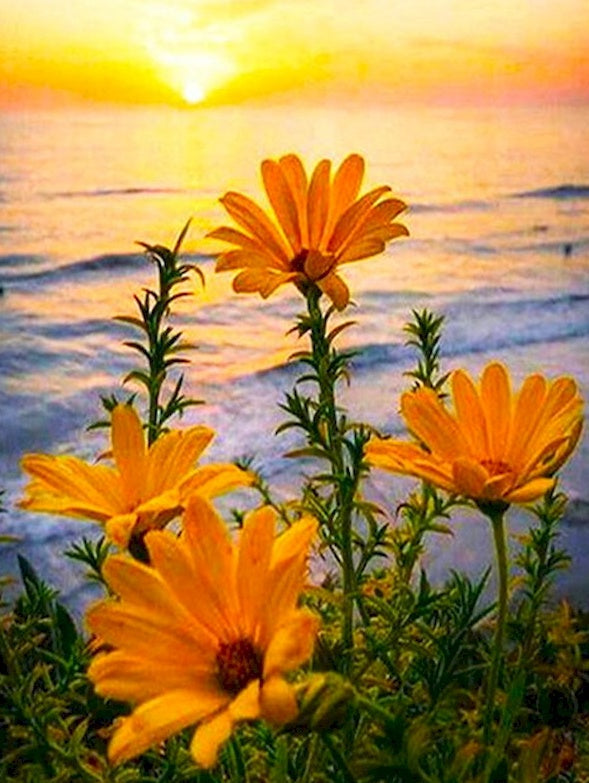 Zonnebloemen op het Strand bij Zonsondergang Schilderen op Nummers